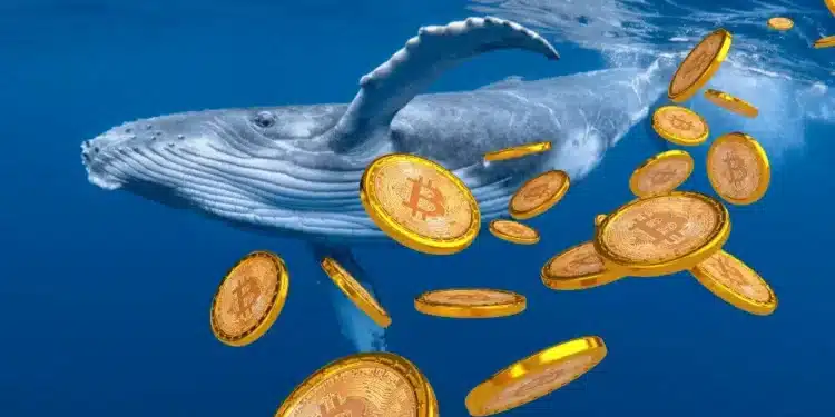 Bitcoin veľryby